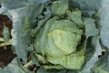 Growing cabbage in the garden natural product Royalty Free Stock Photo