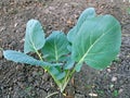 Growing Cabbage plant Royalty Free Stock Photo