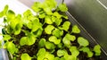 Growing cabbage seedlings from seeds of the house on the window, for further planting in the garden.