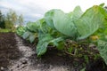 Growing cabbage whole plant on open air garden bed. Royalty Free Stock Photo