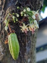 Growing cacao flowers