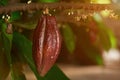 Growing cacao pod