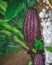 Growing cacao pod in the forest of Bali island