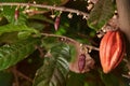 Growing cacao pods on tree