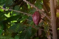Growing cacao pod on tree