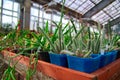 Growing cacti in greenhouse. Young succulent plants stand on large racks.