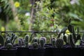 Growing Cactus Plant on Verandah Royalty Free Stock Photo
