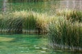 Growing cane in a river Royalty Free Stock Photo