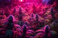 growing cannabis under purple led light , blooming marijuana buds generative ai