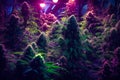 growing cannabis under purple led light , blooming marijuana buds generative ai