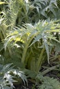 Growing Cardoon plant outdoors Royalty Free Stock Photo