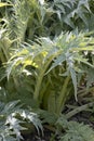 Growing Cardoon plant outdoors
