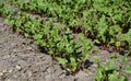 Growing and caring of young deep-red beet, beetroot plants in the vegetable garden in summer