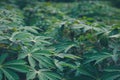 Growing cassava, young shoots growing, row of cassava tree in field landscape of cassava plantation