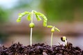 Growing in the center trunk Royalty Free Stock Photo