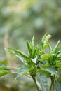Growing Chaotian Pepper Crop close-up
