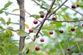 Growing cherry