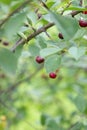 Growing cherry