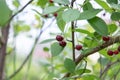 Growing cherry