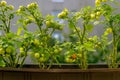 Growing cherry tomatoes on a balcony, urban farming