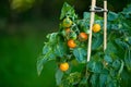 Growing cherry tomatoes.Farm fresh organic vegetables.Mini plants for the garden Royalty Free Stock Photo