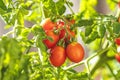 Growing cherry tomatoes. Fresh juicy red love apple on the branches close-up Royalty Free Stock Photo