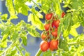 Growing cherry tomatoes. Fresh juicy red love apple on the branches close-up Royalty Free Stock Photo