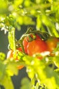 Growing cherry tomatoes. Fresh juicy red love apple on the branches close-up Royalty Free Stock Photo