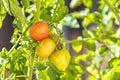 Growing cherry tomatoes. Fresh juicy red love apple on the branches close-up Royalty Free Stock Photo