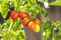 Growing cherry tomatoes. Fresh juicy red love apple on the branches close-up Royalty Free Stock Photo