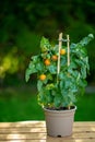 Growing cherry tomatoes in a pot .container vegetable garden.Mini plants for the garden. Farm fresh organic vegetables Royalty Free Stock Photo