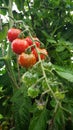 Growing Cherry Tomatoes after rain