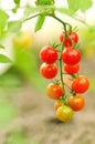 Growing cherry tomatoes, shallow deep of field