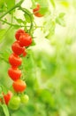 Growing cherry tomatoes, shallow deep of field