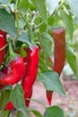 Growing chili Royalty Free Stock Photo