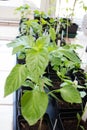 Growing chili plants from the basic #3