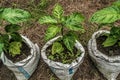 Growing chillie plant Royalty Free Stock Photo