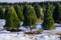 Growing Christmas trees Royalty Free Stock Photo