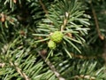 New soft light green needles on the ends of spruce branches. Growing Christmas trees for Christmas and New Year