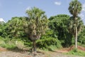 Trees Of The Silver Thatch And Almond Royalty Free Stock Photo