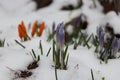 A growing closed blossom of Crocus through snow on spring