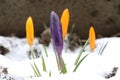 A growing, closed, purple blossom of Crocus through snow on spring