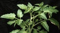Growing A closeup of a single tomato plant its stem thick and strong its leaves vibrant and full. Small green tomatoes Royalty Free Stock Photo