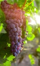 Growing cluster blue grapes in leaves