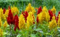 Growing Cockscomb flower Celosia cristata in the garden Royalty Free Stock Photo