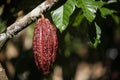 A growing cocoa pod