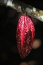 A growing cocoa pod