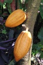 Growing Cocoa Pods