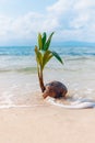Growing coconut on sandy beach with wave
