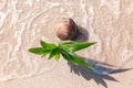 Growing coconut on sandy beach with wave. Top view